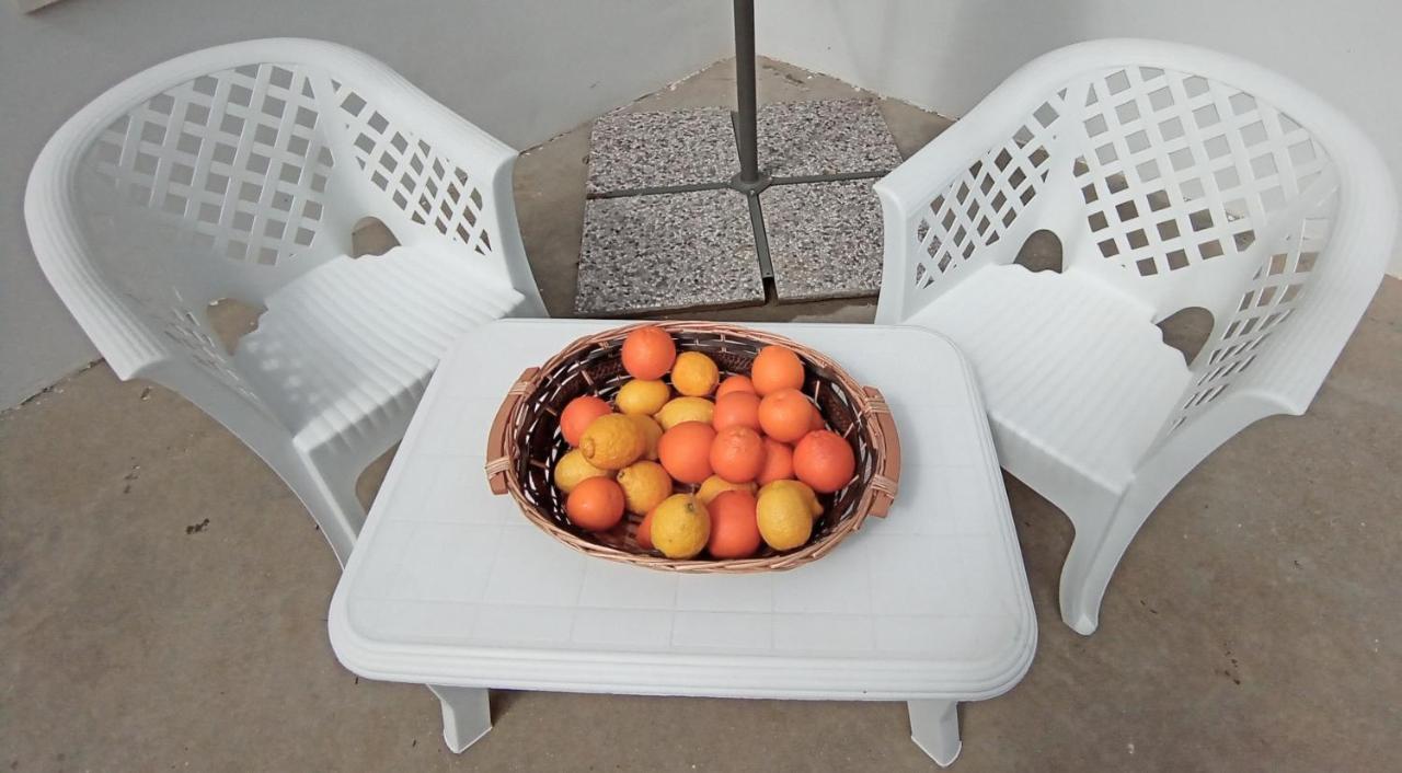 Hibiscus Siracusa سيراكوزا المظهر الخارجي الصورة