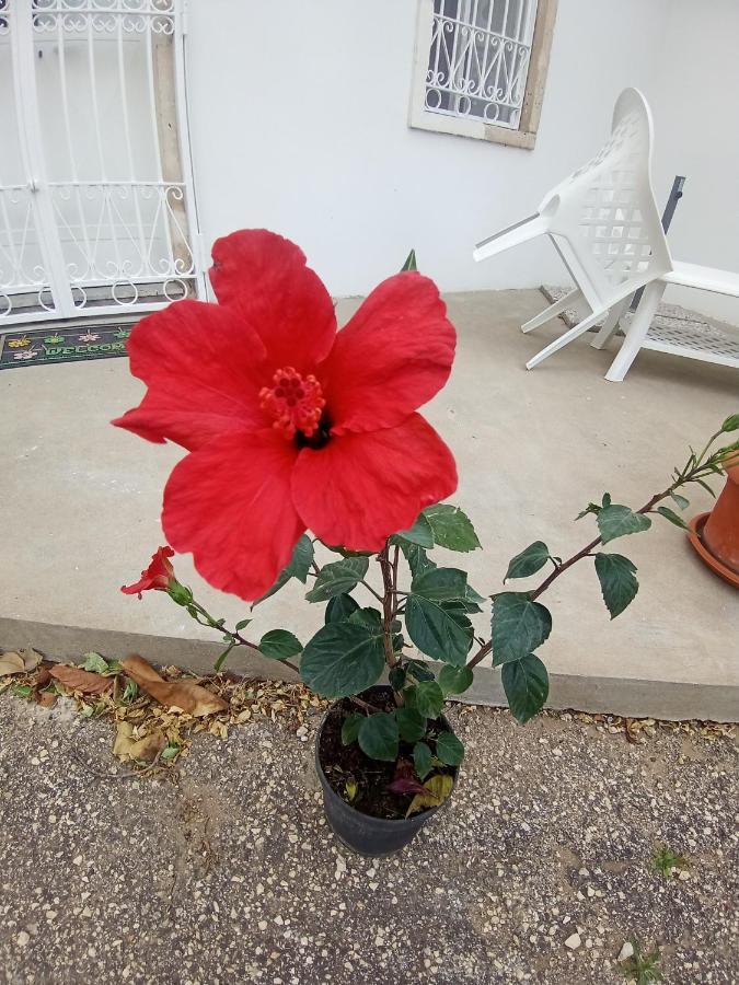 Hibiscus Siracusa سيراكوزا المظهر الخارجي الصورة