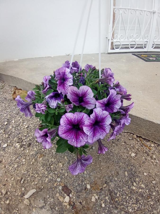 Hibiscus Siracusa سيراكوزا المظهر الخارجي الصورة