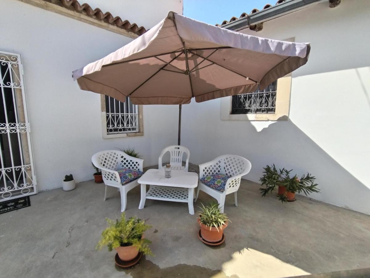 Hibiscus Siracusa سيراكوزا المظهر الخارجي الصورة